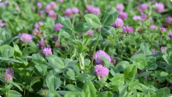 Amigain red clover pure sward